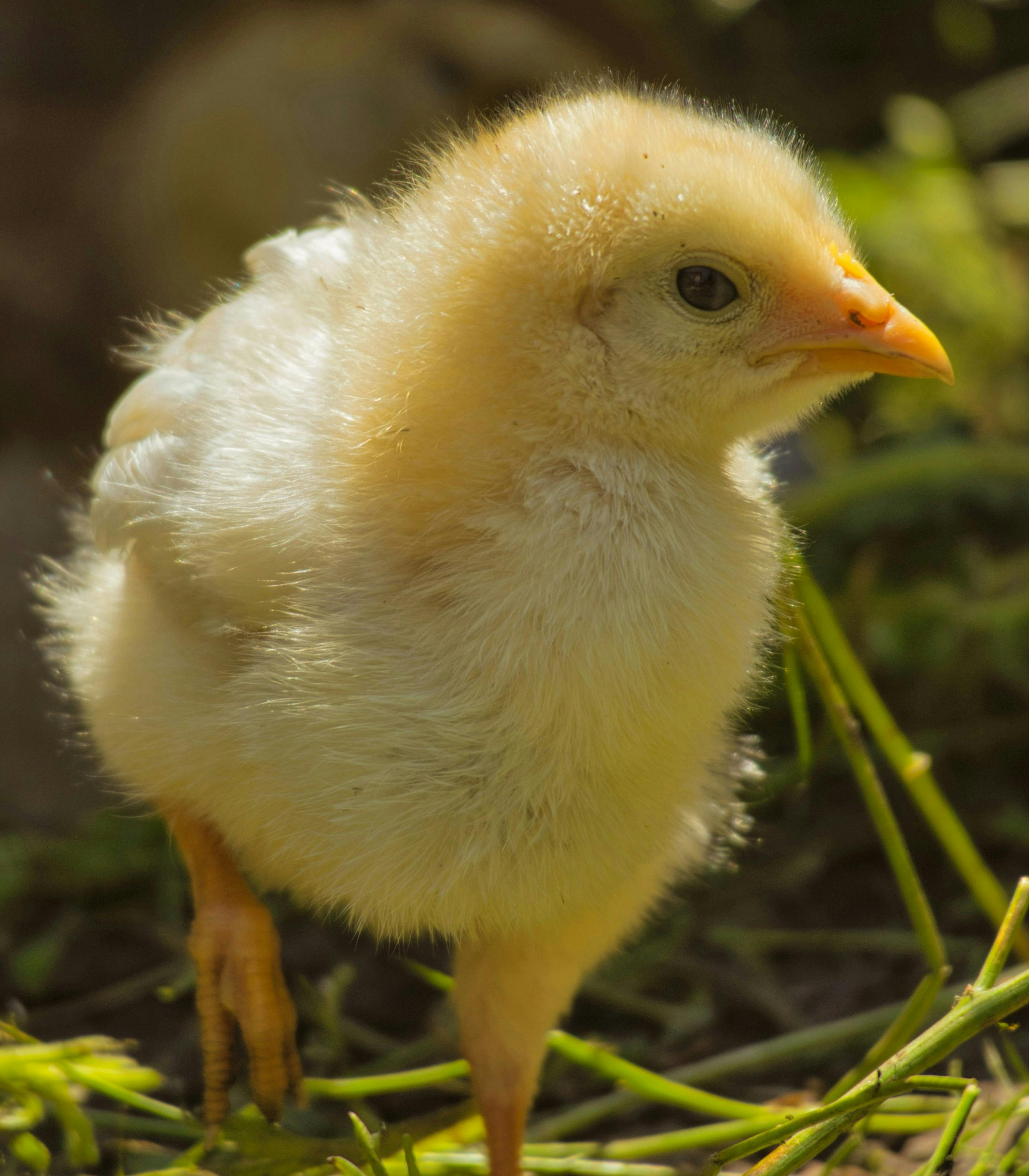 Yellow chick