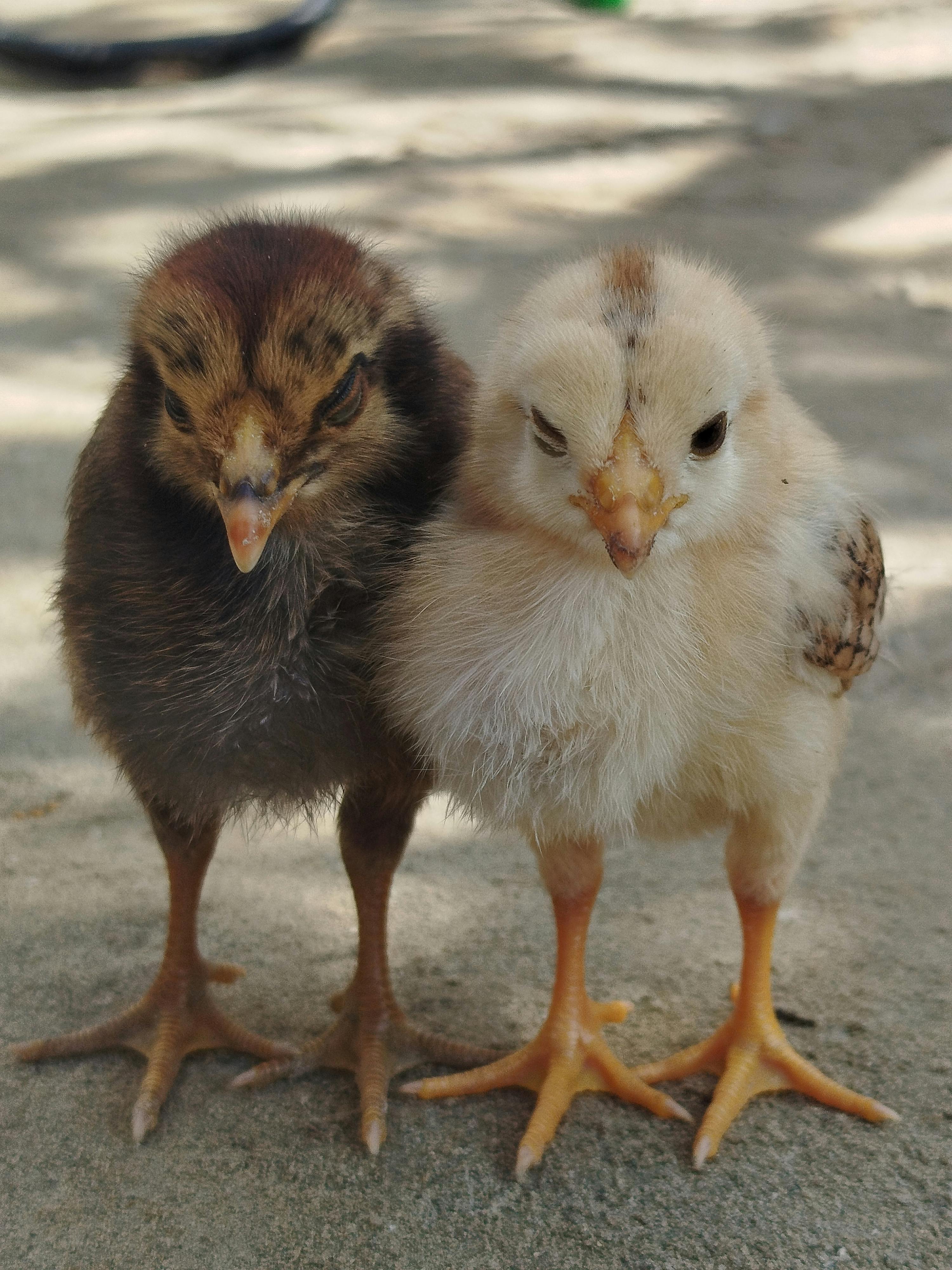 Two chicks side by side
