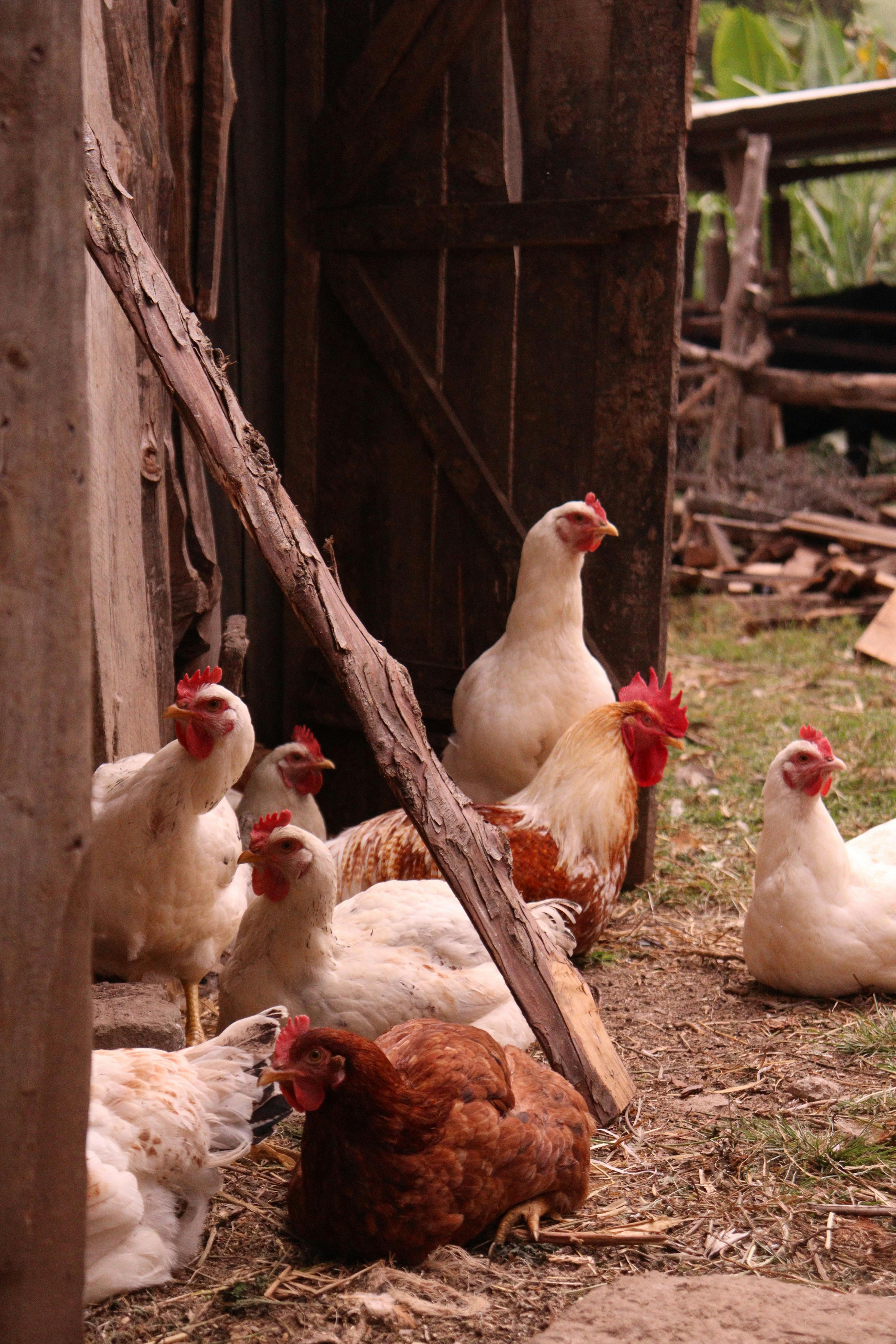 Hens by the barn