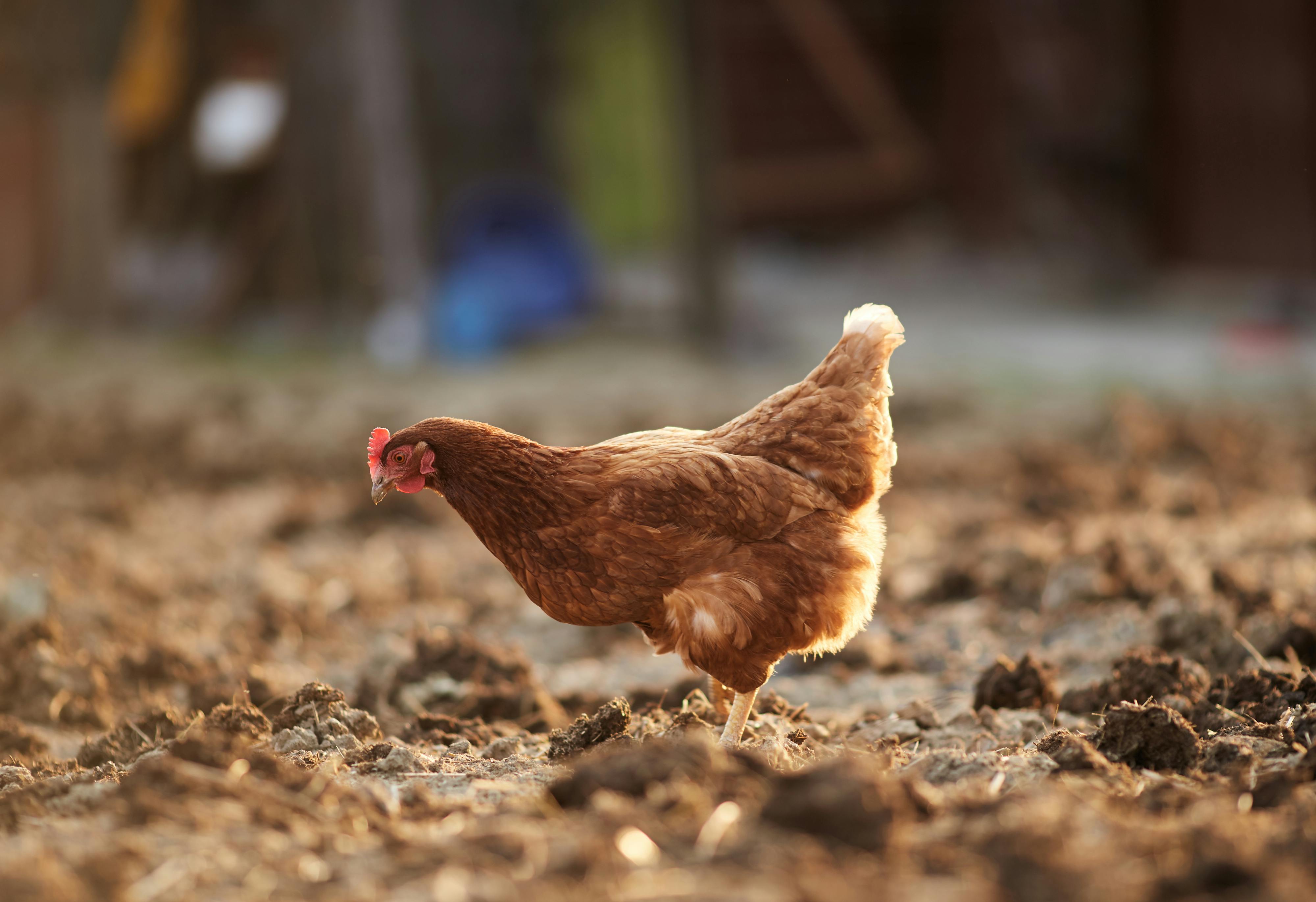 Hen pecking the ground