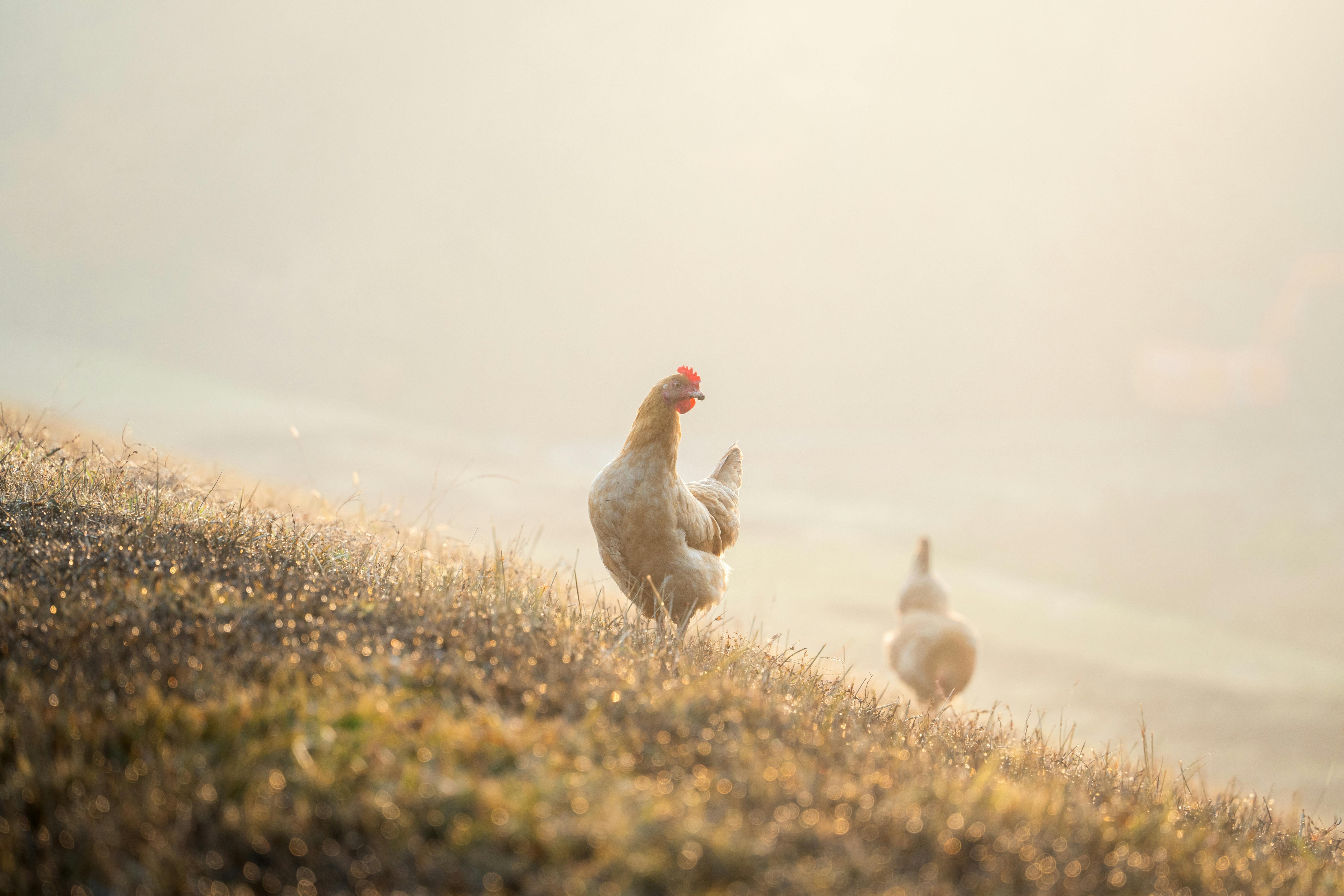 Hen at sunrise on the red coast